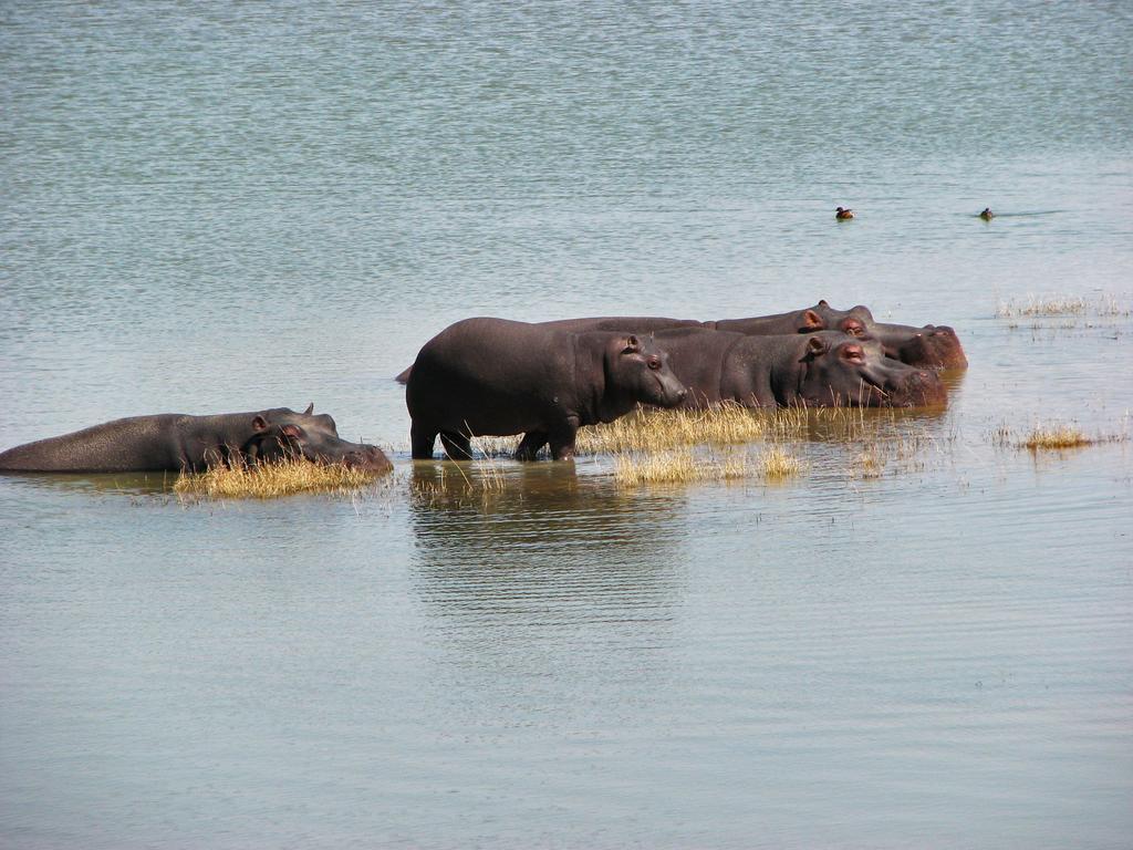Ovita Wildlife Restcamp Okazize Luaran gambar